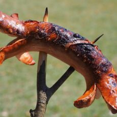 Comida com L: linguiça, lombo, lagosta e mais