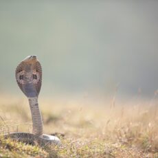 Qual é o número da cobra no jogo do bicho?