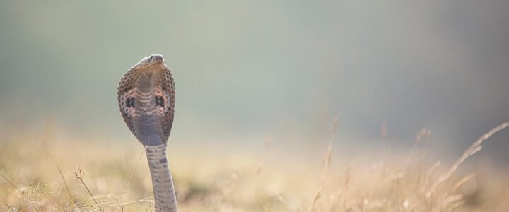 Qual é o número da cobra no jogo do bicho? Qual é o número da cobra no jogo do bicho?